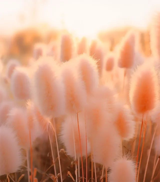 Peach coloured bunny tails